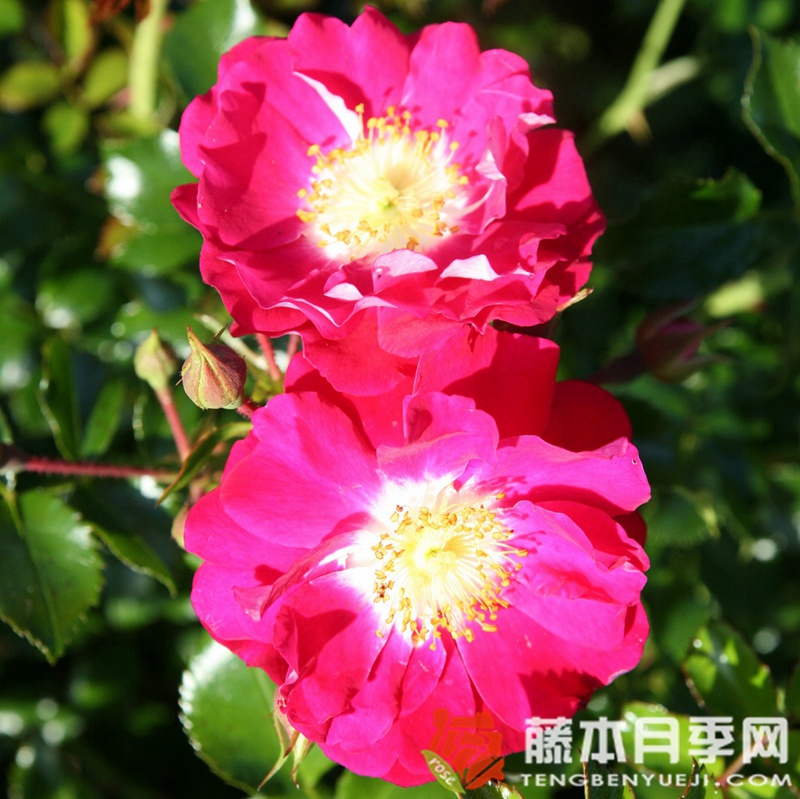 口红月季 口红月季