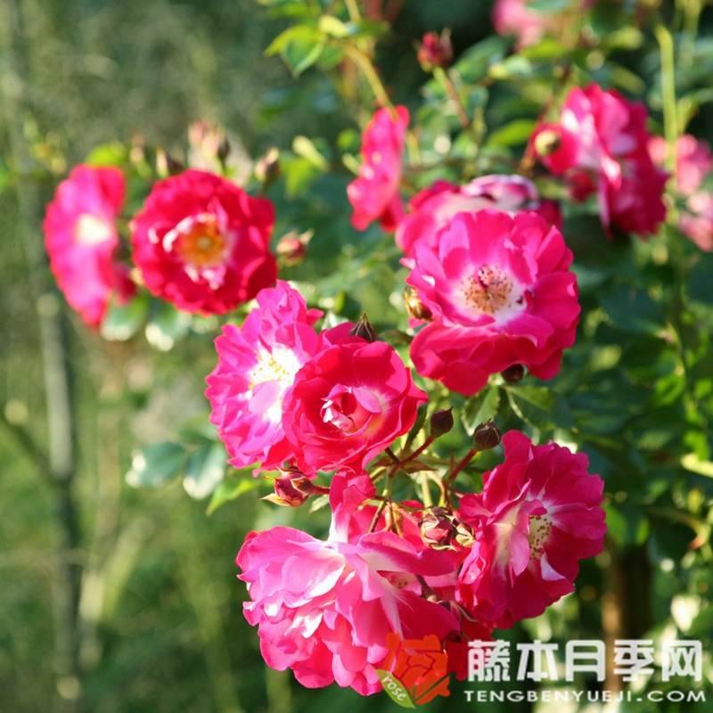口红月季 口红月季