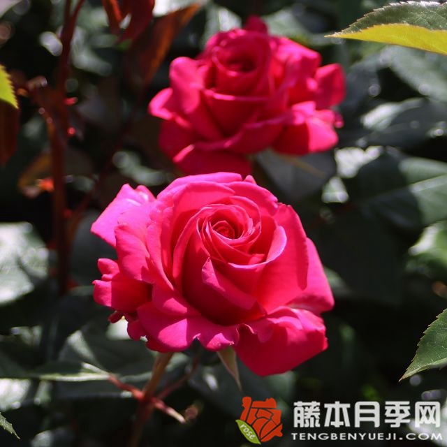 情书月季 情书Love Letter