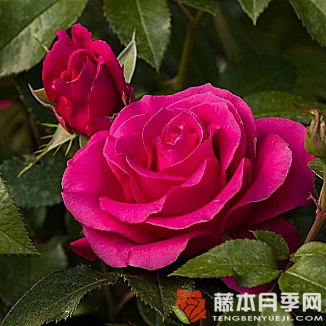 情书月季 情书Love Letter