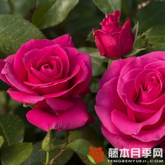 情书月季 情书Love Letter