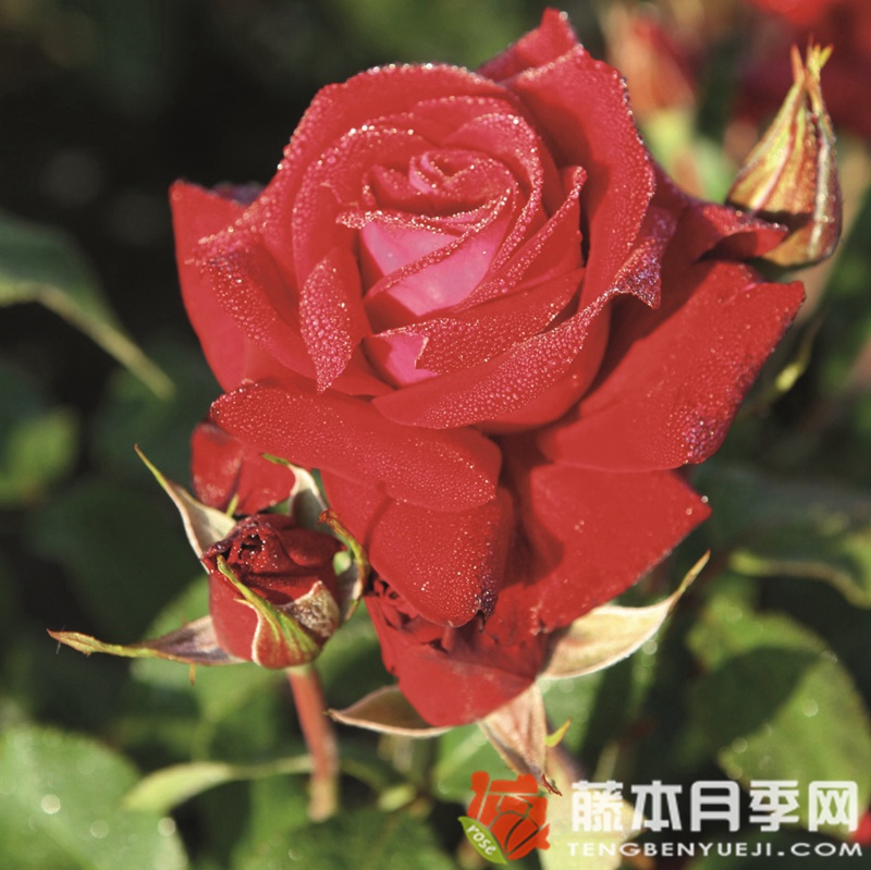 吕贝克红酒月季 吕贝克红酒月季
