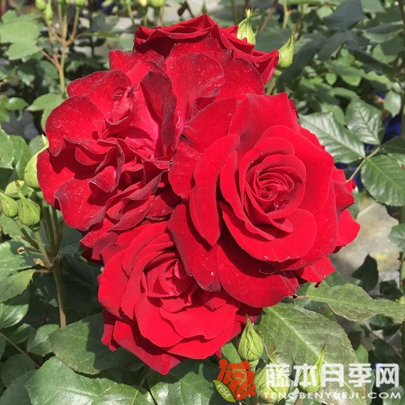 吕贝克红酒月季 吕贝克红酒月季