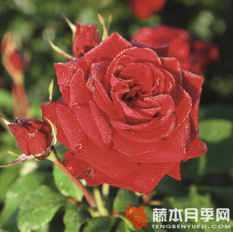 吕贝克红酒月季 吕贝克红酒月季