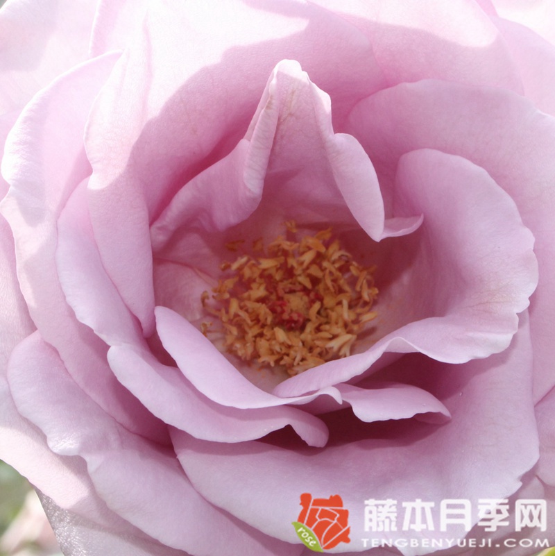 美因茨狂欢节月季 美因茨狂欢节月季