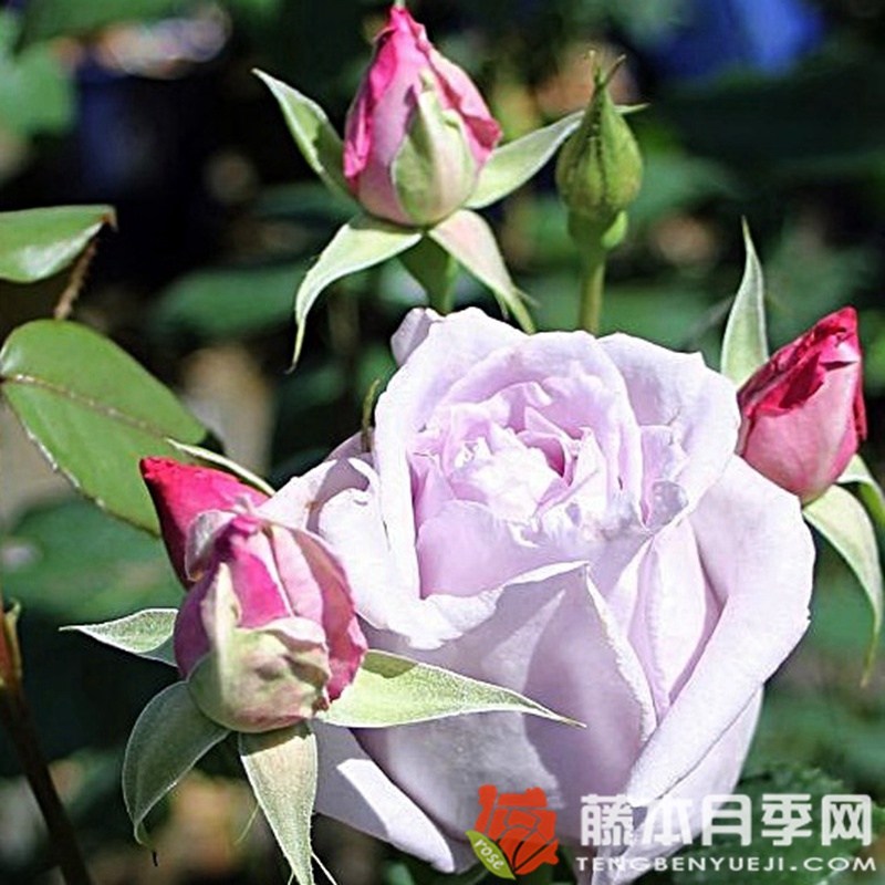 美因茨狂欢节月季 美因茨狂欢节月季