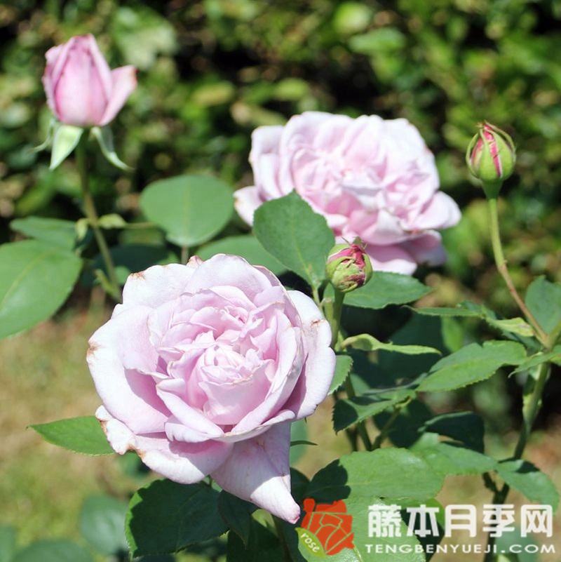 美因茨狂欢节月季 美因茨狂欢节月季