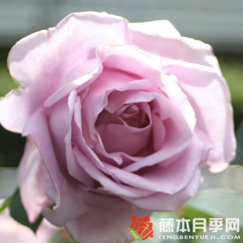 美因茨狂欢节月季 美因茨狂欢节月季