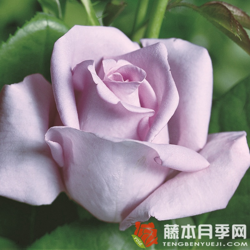 美因茨狂欢节月季 美因茨狂欢节月季