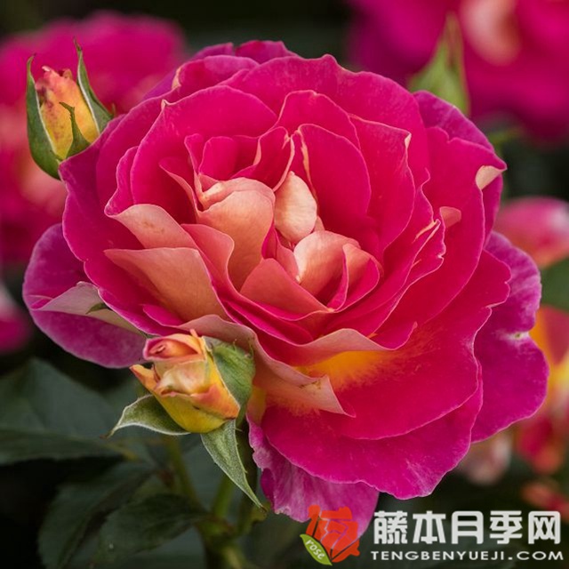 马莱卡月季 马莱卡月季