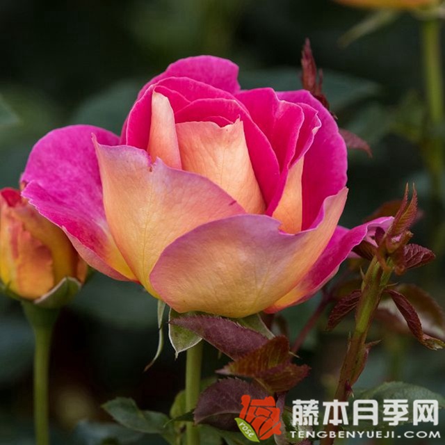 马莱卡月季 马莱卡月季