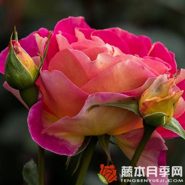 马莱卡月季 马莱卡月季