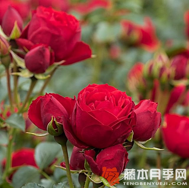 马努拉月季 马努拉月季