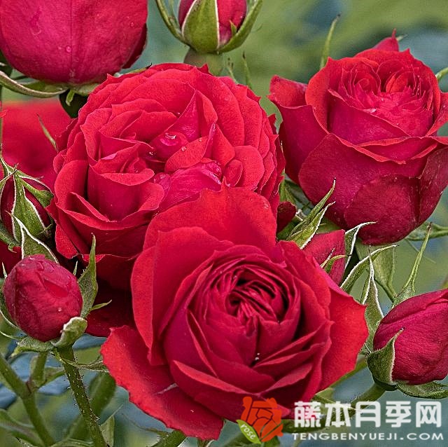 马努拉月季 马努拉月季