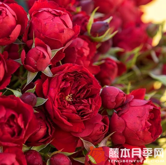 马努拉月季 马努拉月季