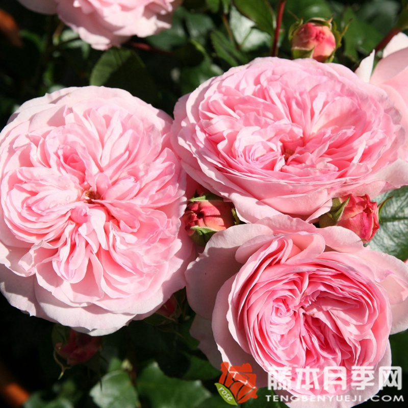 玛丽娅·特蕾莎月季 玛丽娅·特蕾莎月季