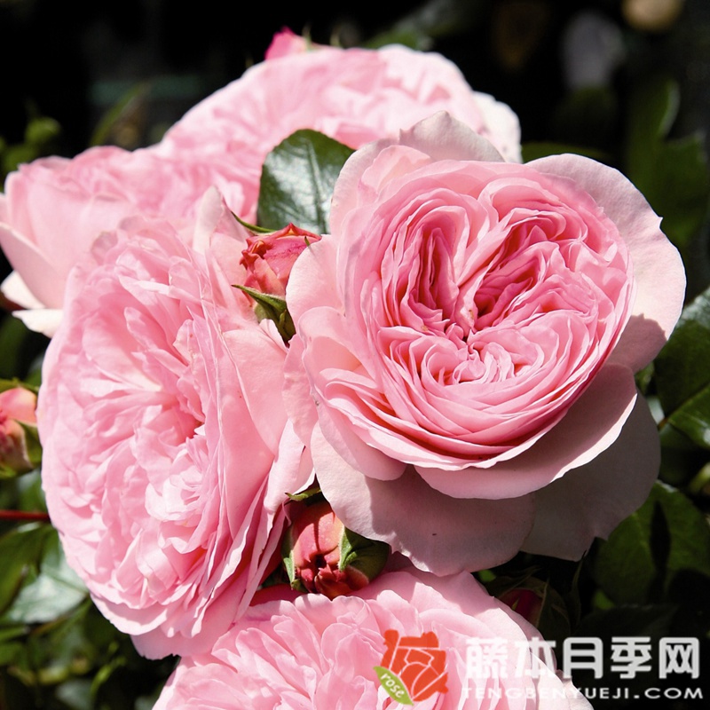 玛丽娅·特蕾莎月季 玛丽娅·特蕾莎月季