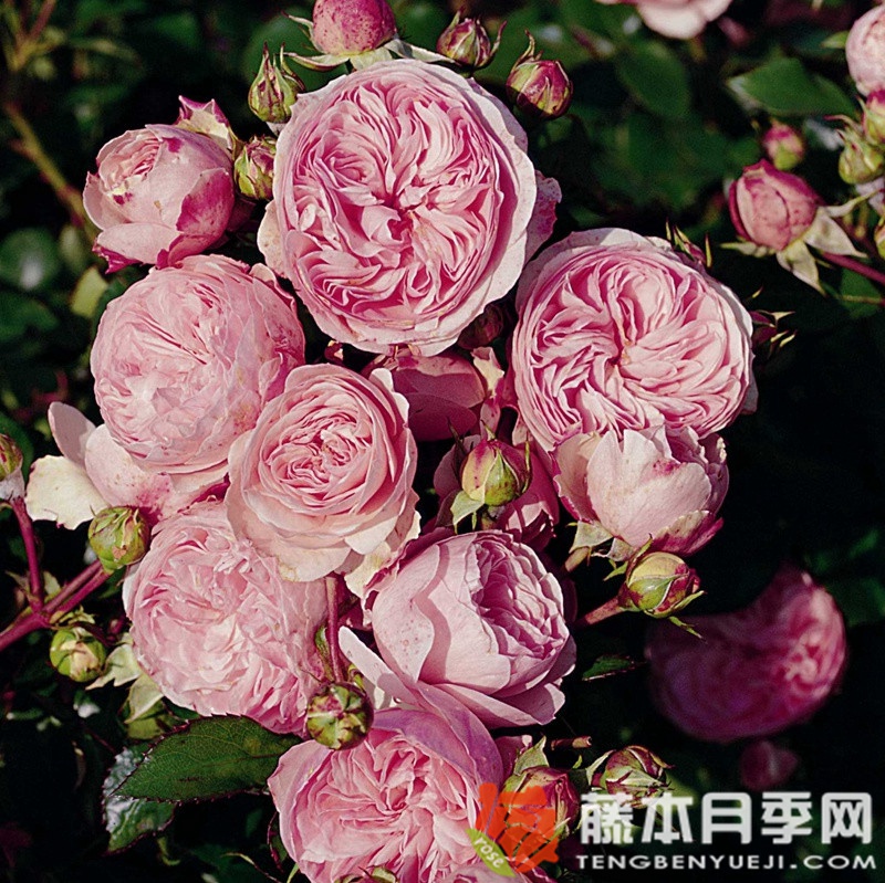 玛丽娅·特蕾莎月季 玛丽娅·特蕾莎月季