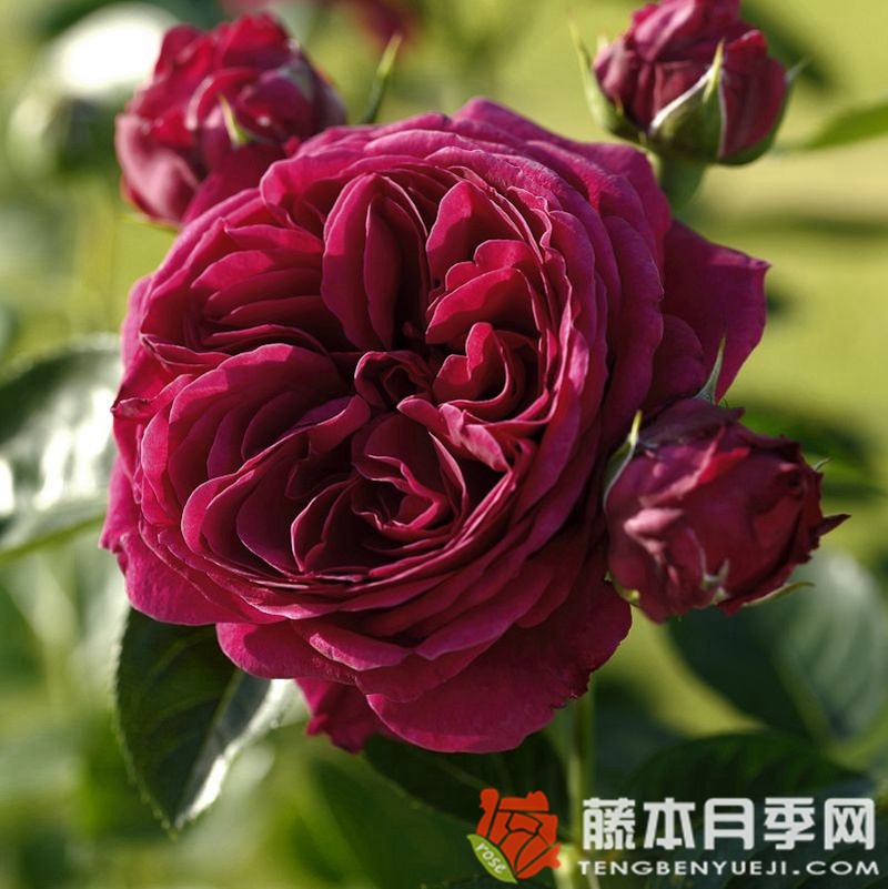 玛丽埃塔/玛丽塔月季 玛丽埃塔/玛丽塔月季