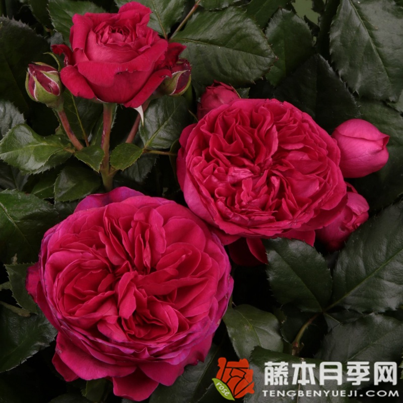 玛丽埃塔/玛丽塔月季 玛丽埃塔/玛丽塔月季