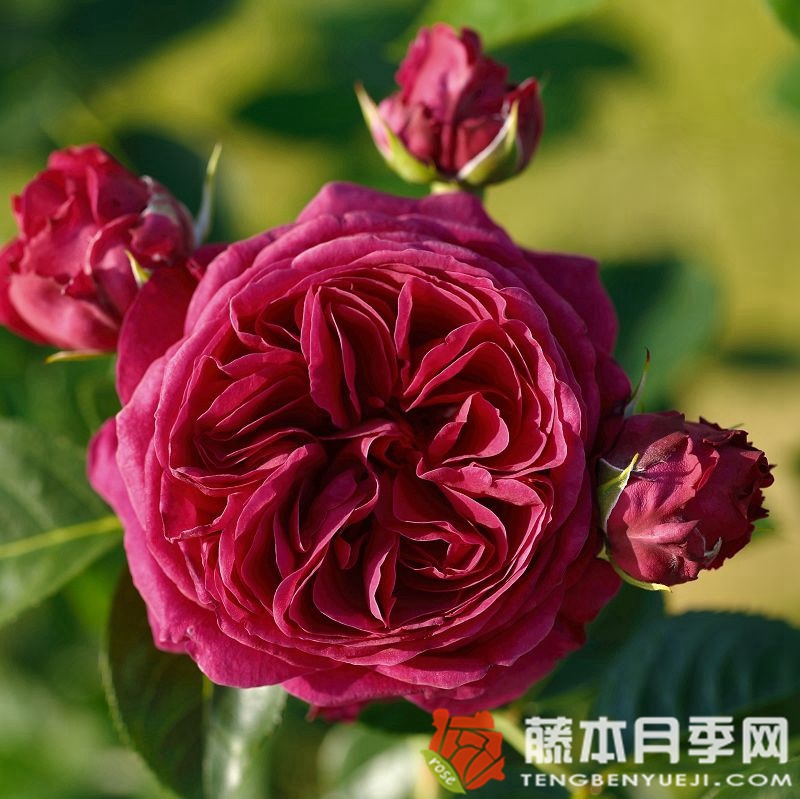 玛丽埃塔/玛丽塔月季 玛丽埃塔/玛丽塔月季