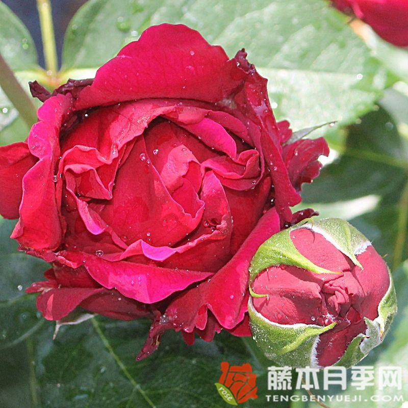 玛丽埃塔/玛丽塔月季 玛丽埃塔/玛丽塔月季