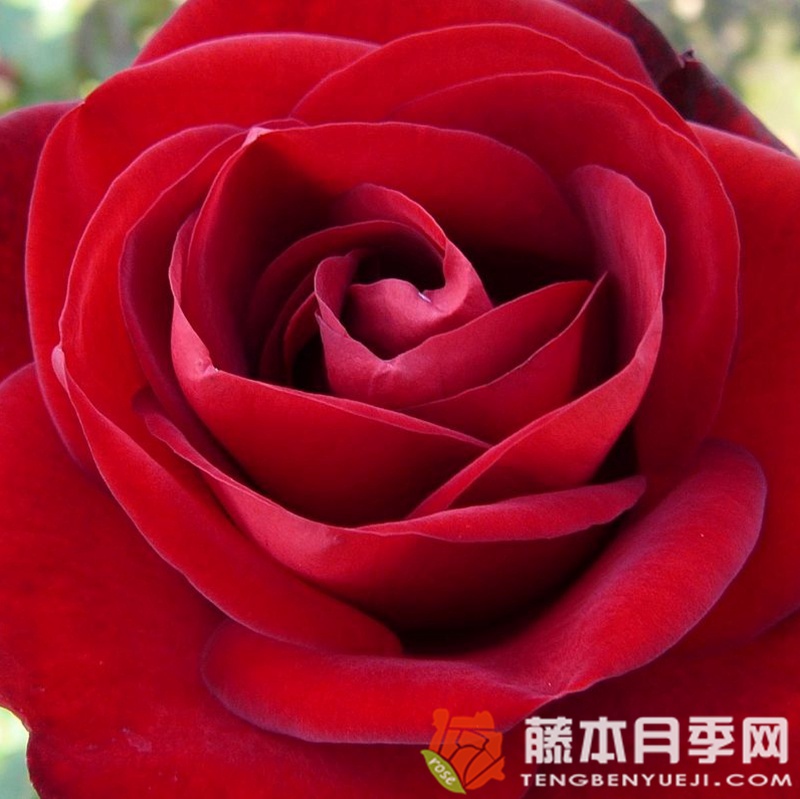 马琳月季 马琳月季