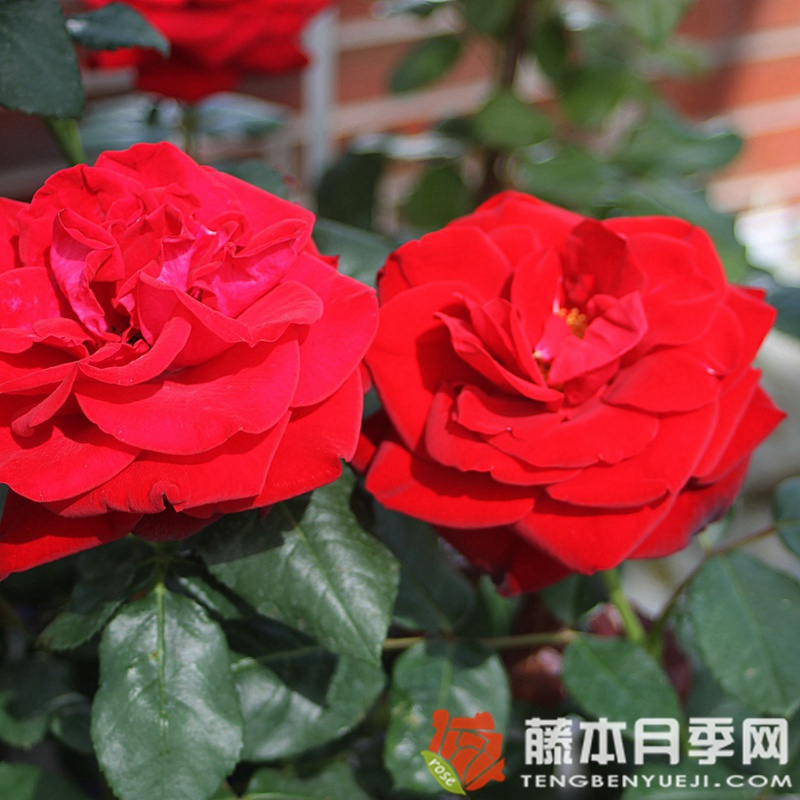 马琳月季 马琳月季