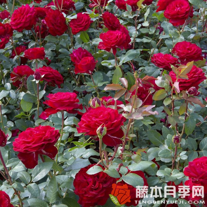 马琳月季 马琳月季