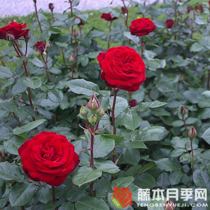 马琳月季 马琳月季