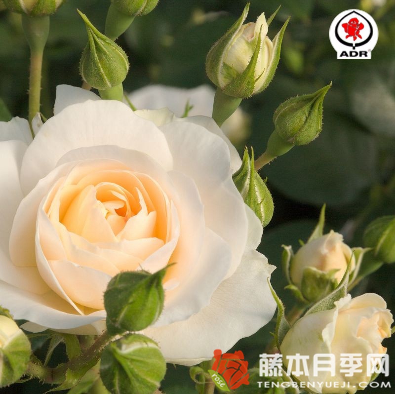 马丁·路德月季 马丁·路德月季