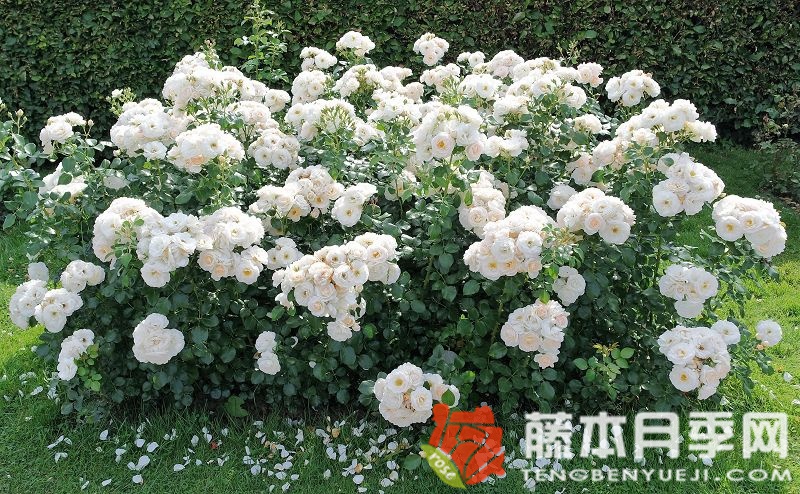 马丁·路德月季 马丁·路德月季