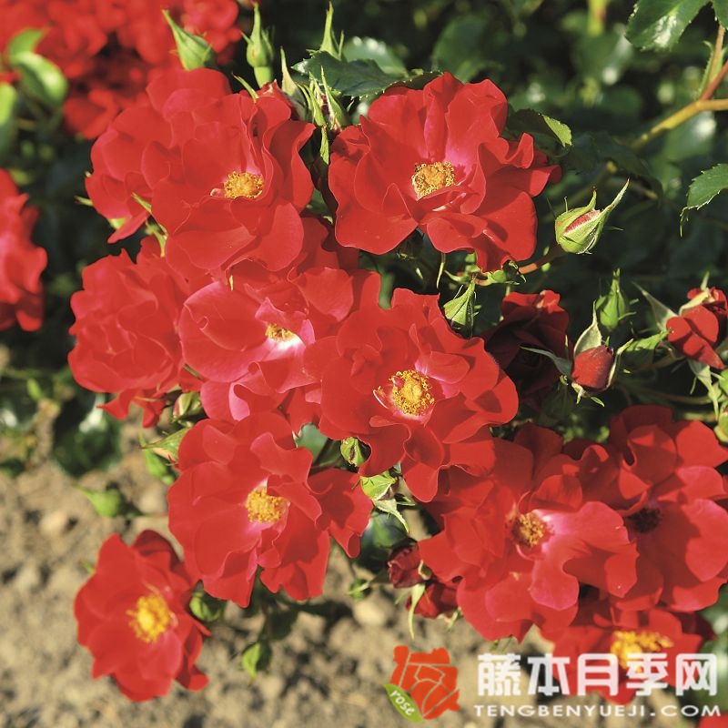 斗牛士月季 斗牛士月季
