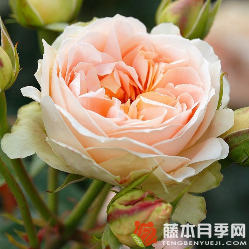 马蒂亚斯·克劳迪斯月季 马蒂亚斯·克劳迪斯月季