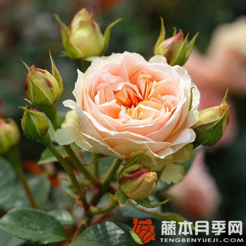 马蒂亚斯·克劳迪斯月季 马蒂亚斯·克劳迪斯月季