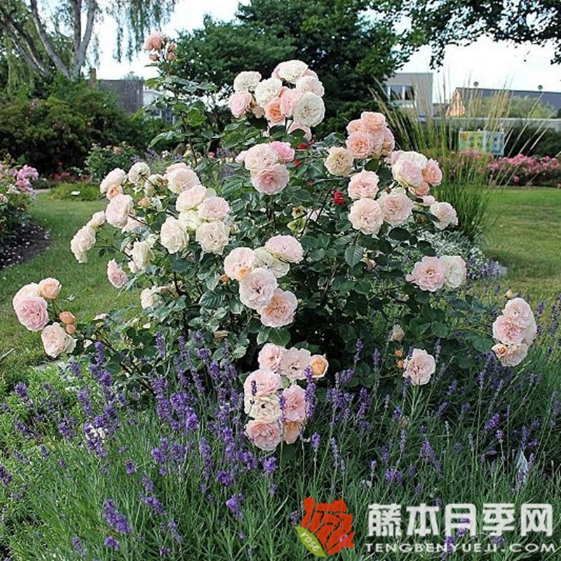 马蒂亚斯·克劳迪斯月季 马蒂亚斯·克劳迪斯月季