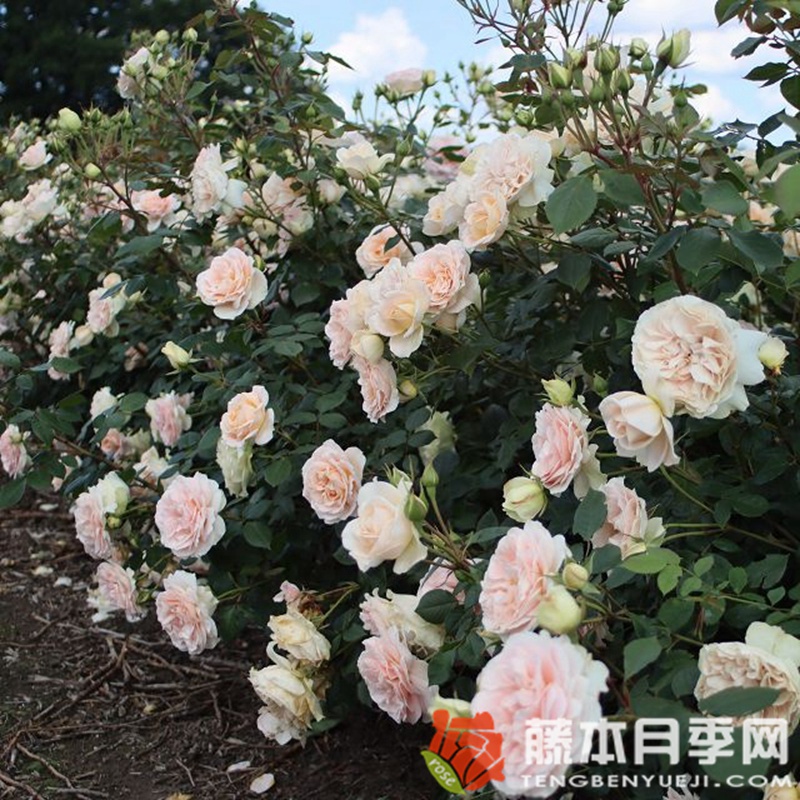 马蒂亚斯·克劳迪斯月季 马蒂亚斯·克劳迪斯月季
