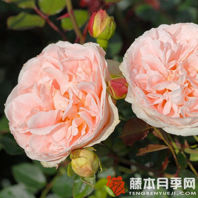 马蒂亚斯·克劳迪斯月季 马蒂亚斯·克劳迪斯月季