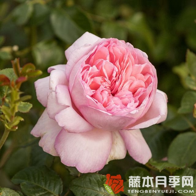 远古大陆月季 远古大陆月季