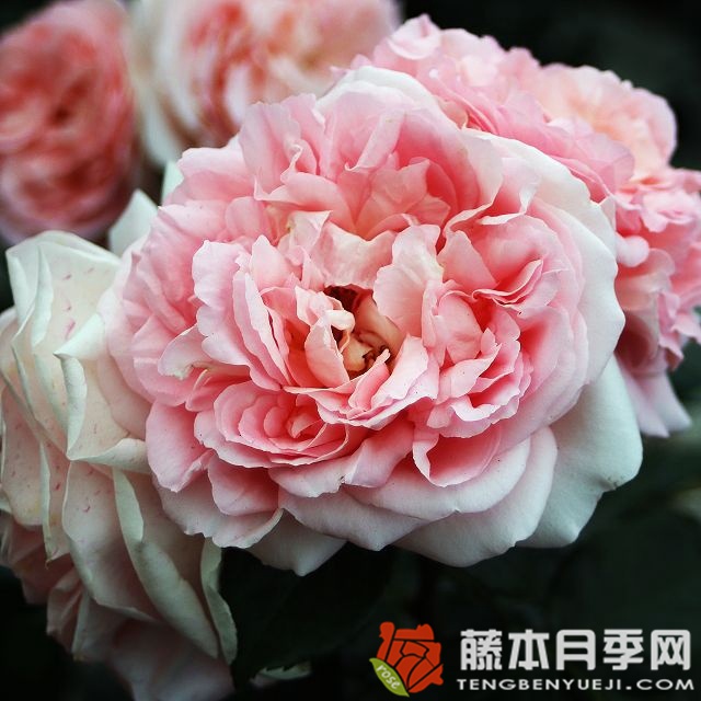 远古大陆月季 远古大陆月季