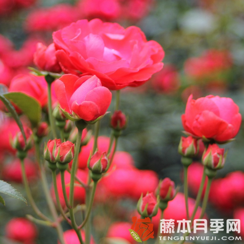 五月奇迹月季 五月奇迹月季