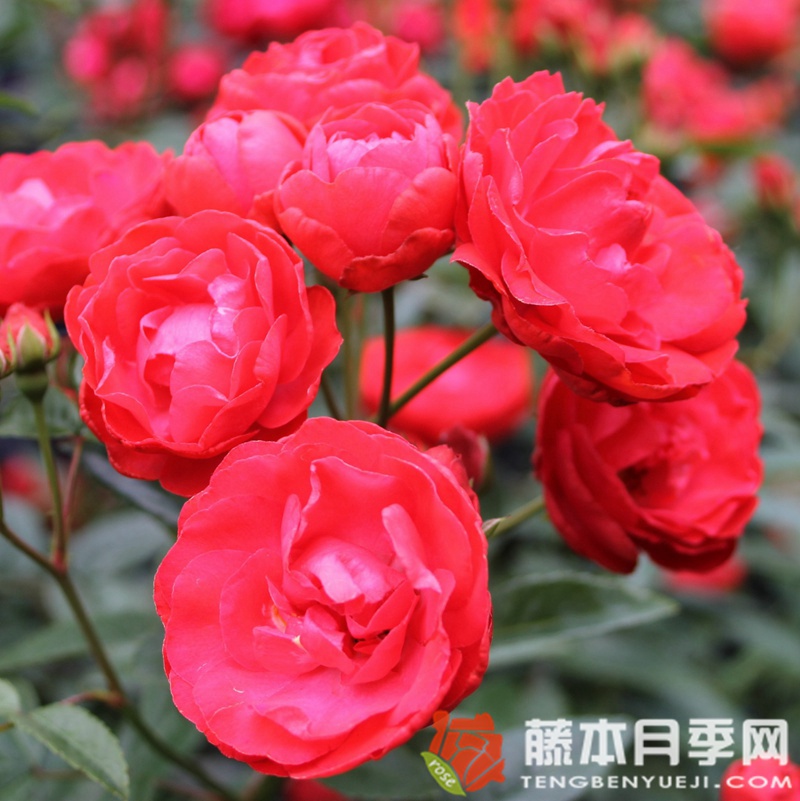五月奇迹月季 五月奇迹月季