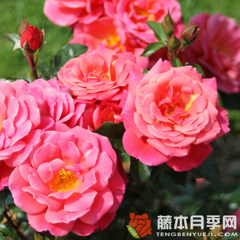 梅卢西娜月季 梅卢西娜月季