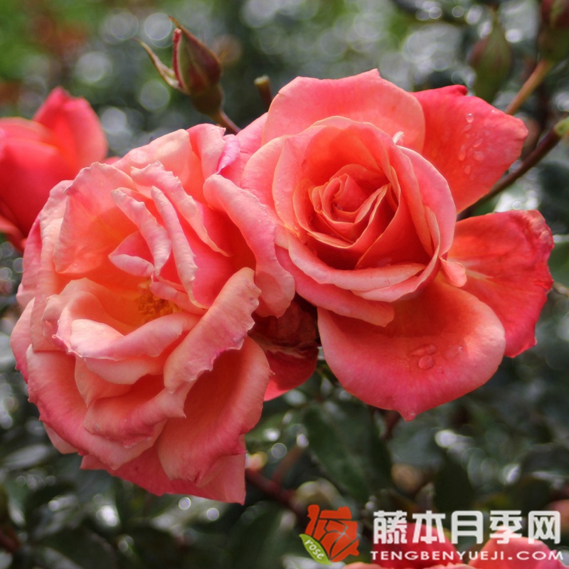 梅卢西娜月季 梅卢西娜月季
