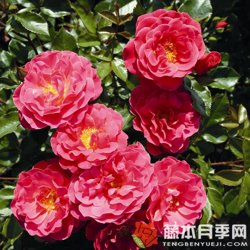 梅卢西娜月季 梅卢西娜月季