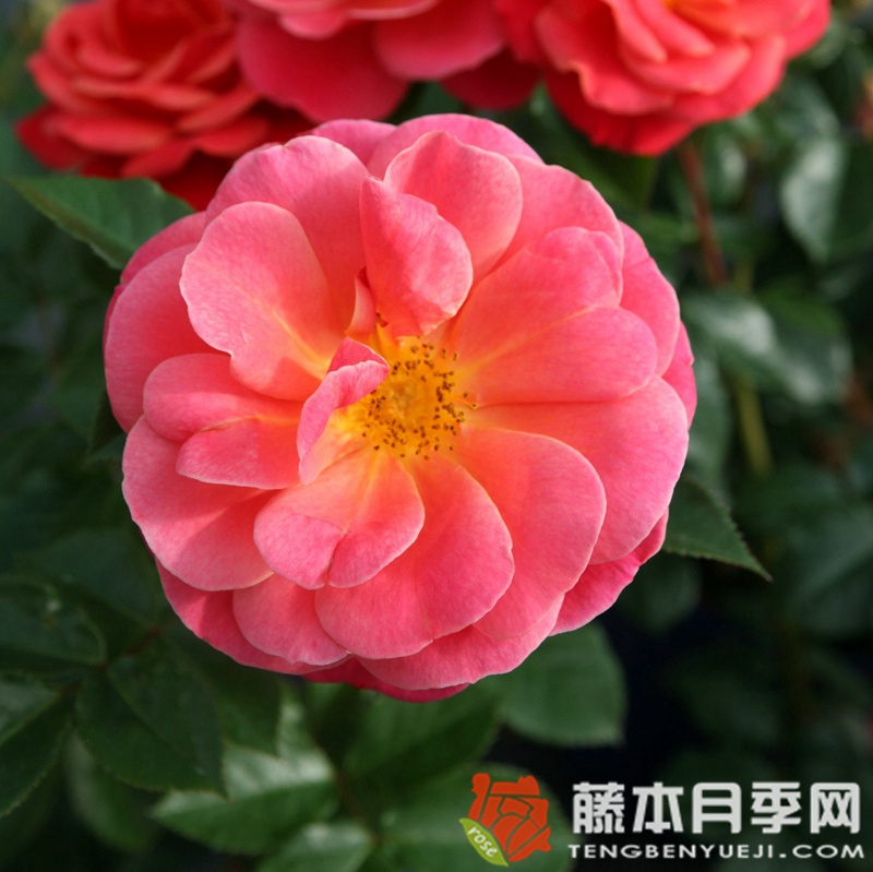 梅卢西娜月季 梅卢西娜月季