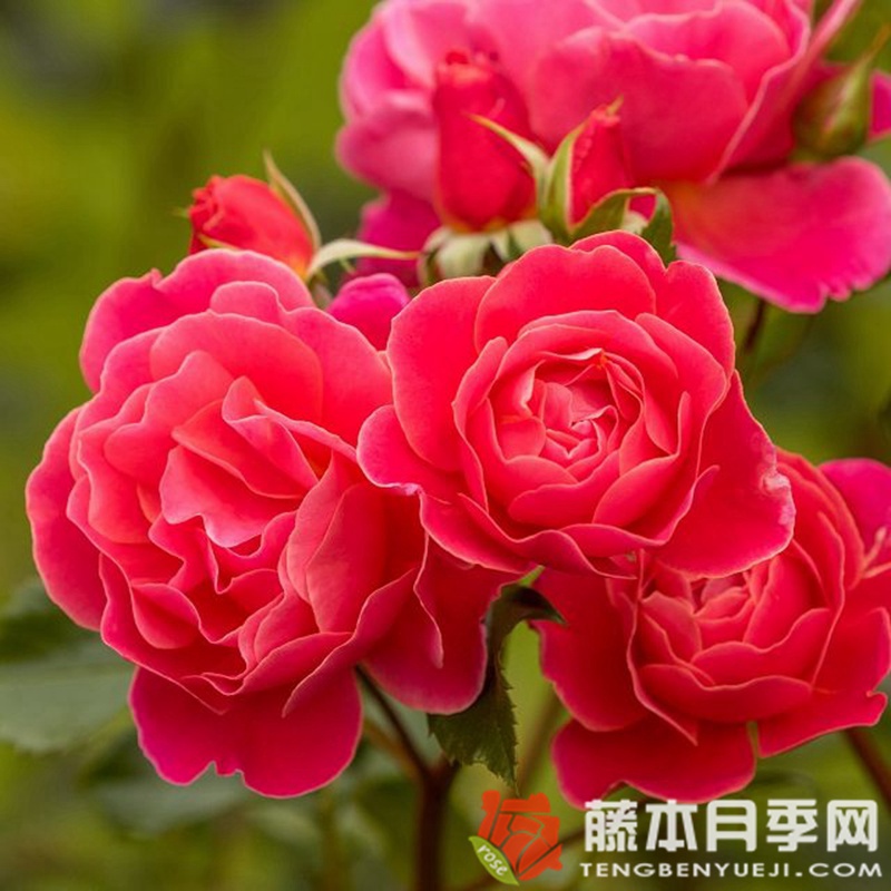 梅卢西娜月季 梅卢西娜月季