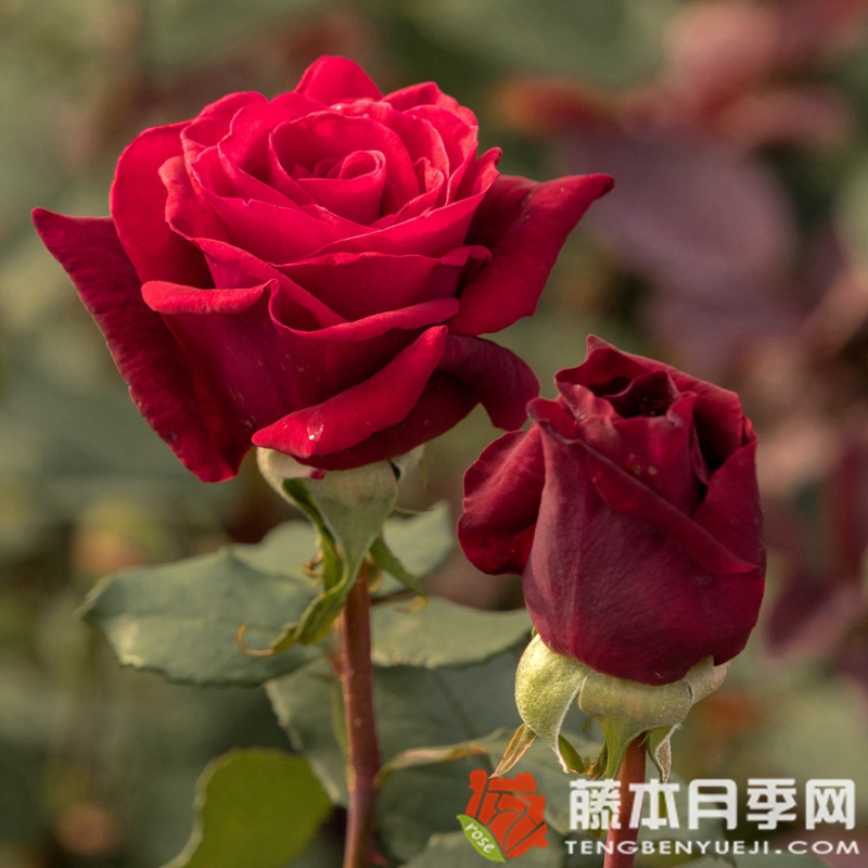 米德尔斯伯勒月季 米德尔斯伯勒月季