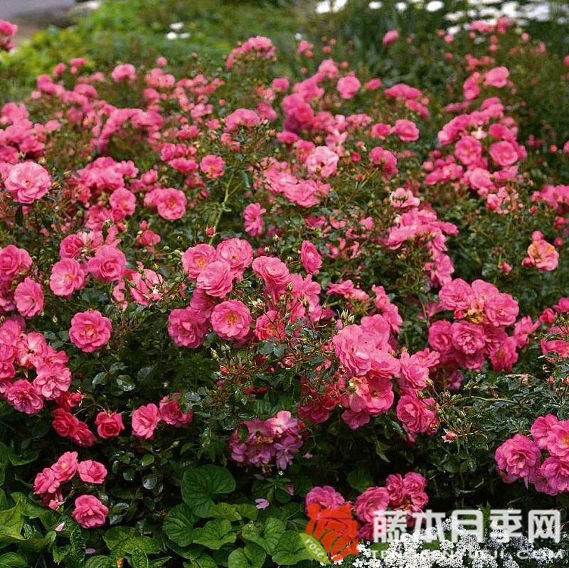 米拉托月季 米拉托月季