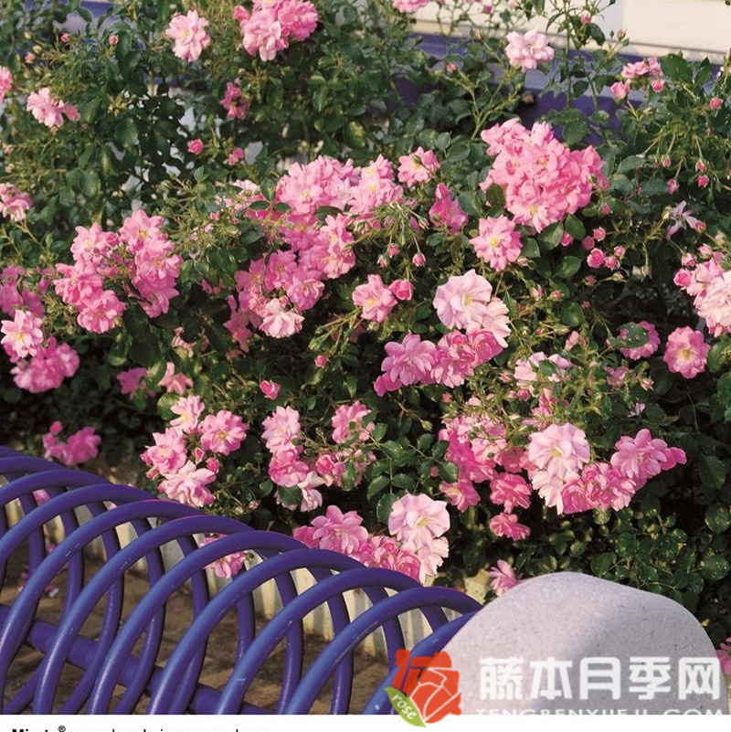 米拉托月季 米拉托月季